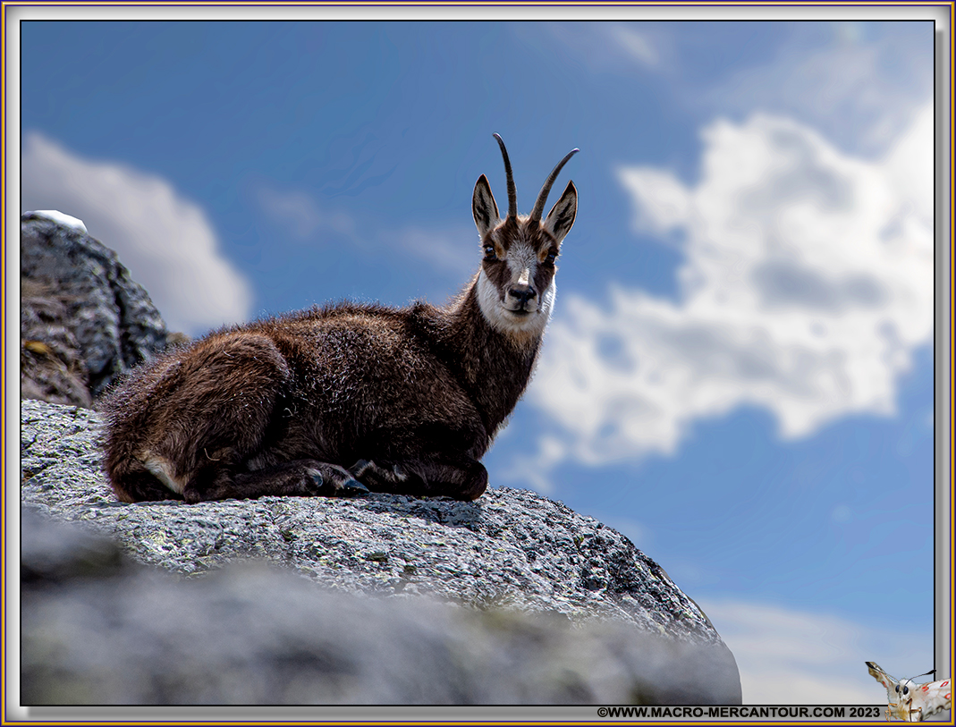 Chamois